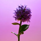 Bakuchiol Plumping Serum